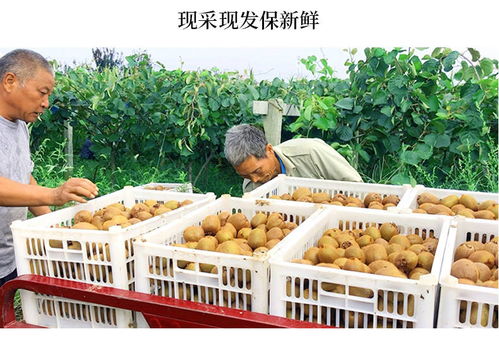 陜西周至綠色心獼猴桃 當(dāng)季奇異果的新鮮水果批發(fā)指南